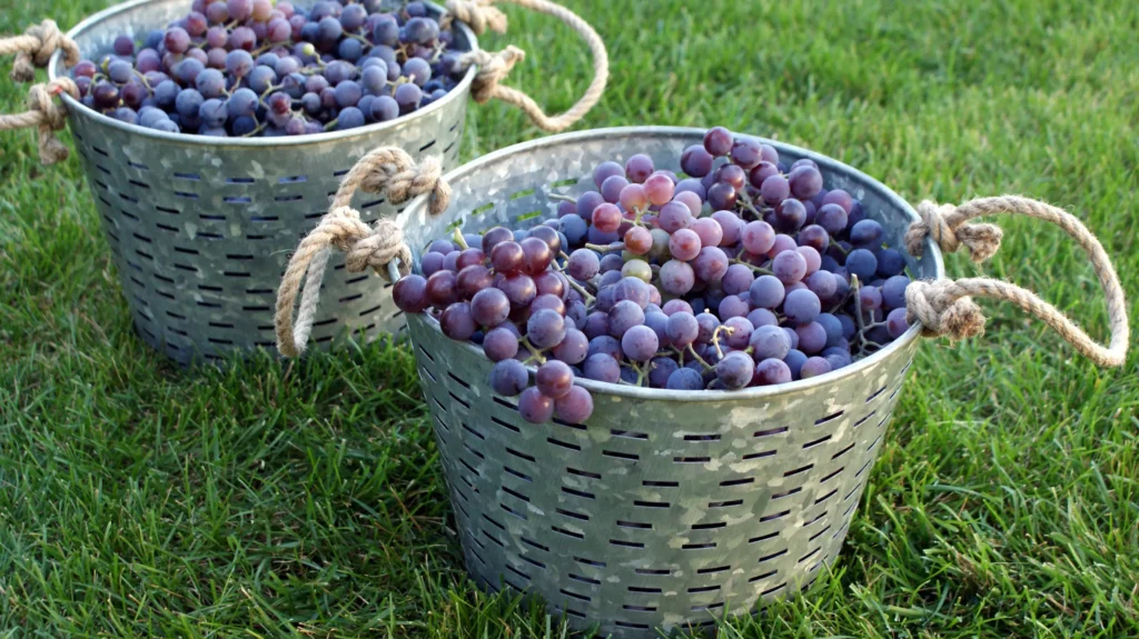 grapes in two baskets
